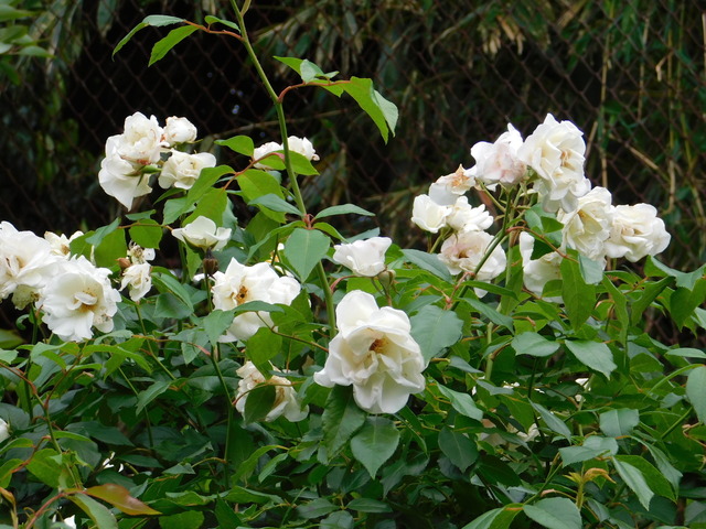 DSCN0020.JPG
