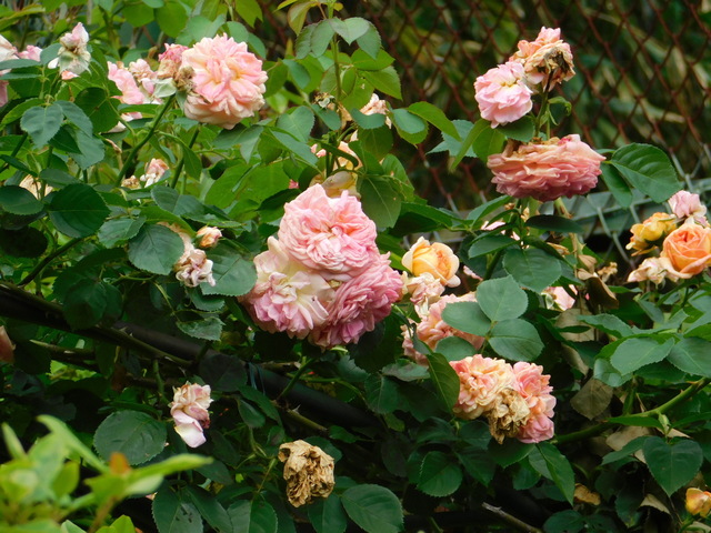 DSCN0023.JPG