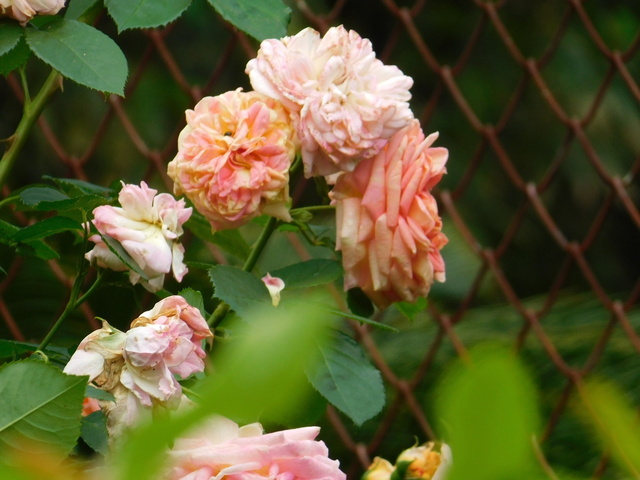 DSCN0025.JPG