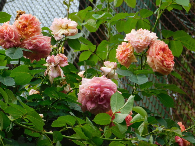 DSCN0029.JPG