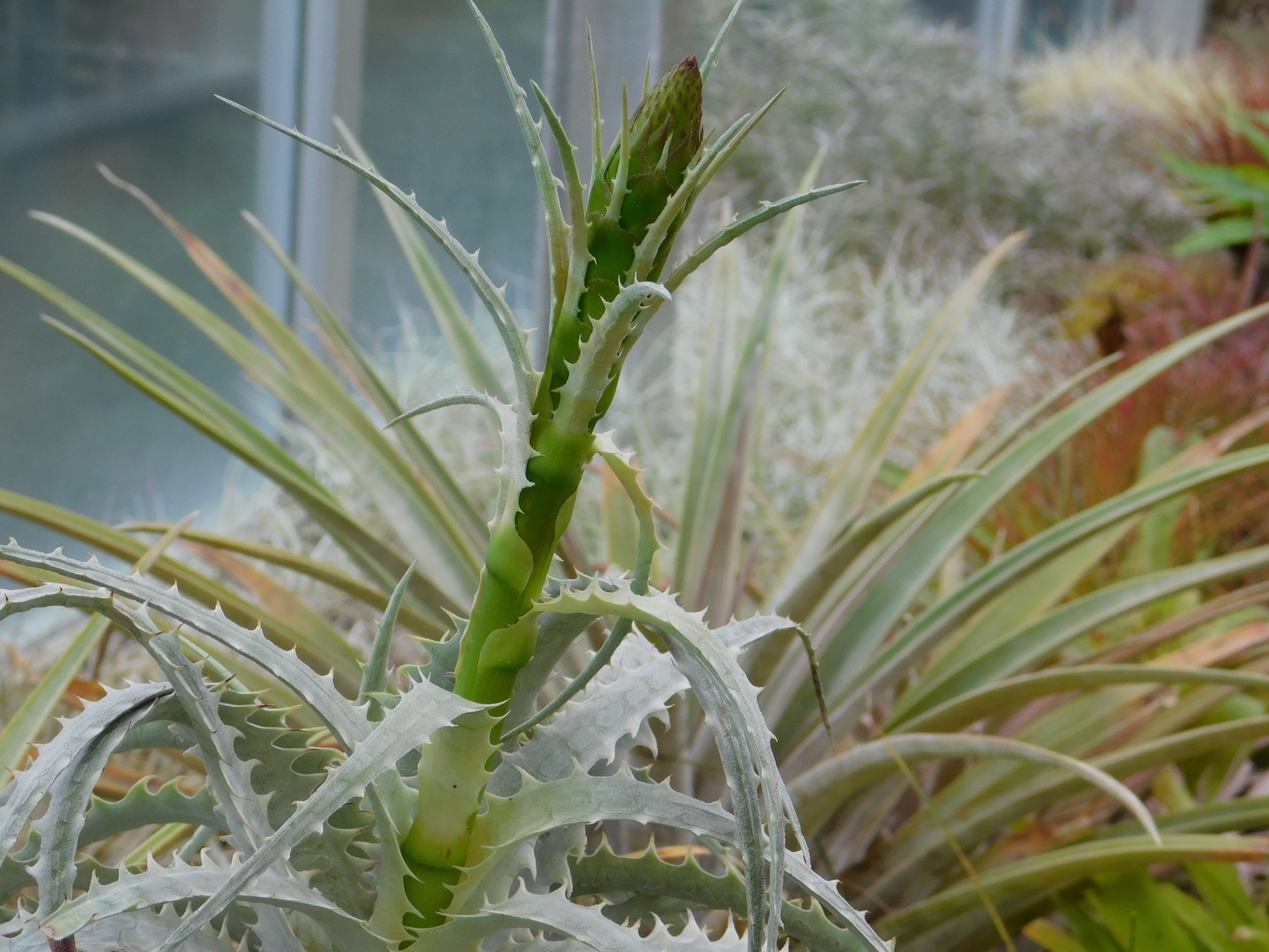 エンコリリウム Encholirium sp. (heloisae) Serra do Cipo， Minas Gerais， Brazil 山採り  原種 特別出品 2株｜花、園芸