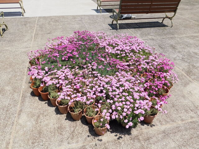 DSCN0086.JPG