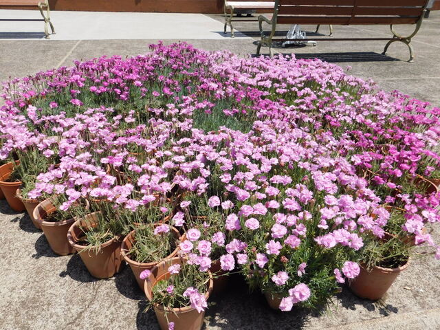 DSCN0088.JPG