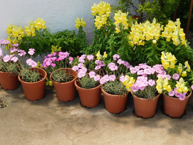 DSCN0090.JPG