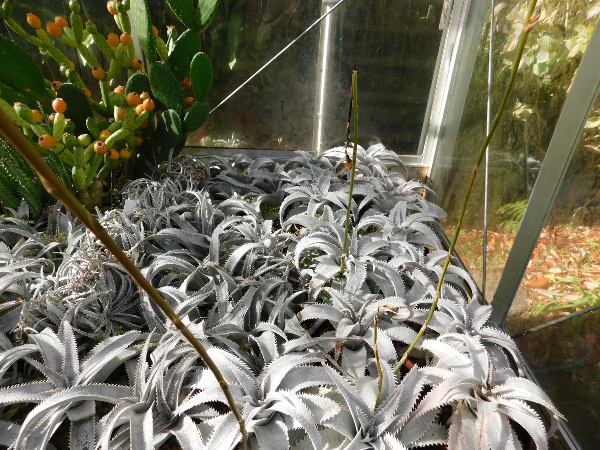 ディッキア・エステベシーなど: 学芸員の独り言