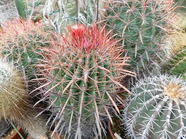 DSCN0163.JPG