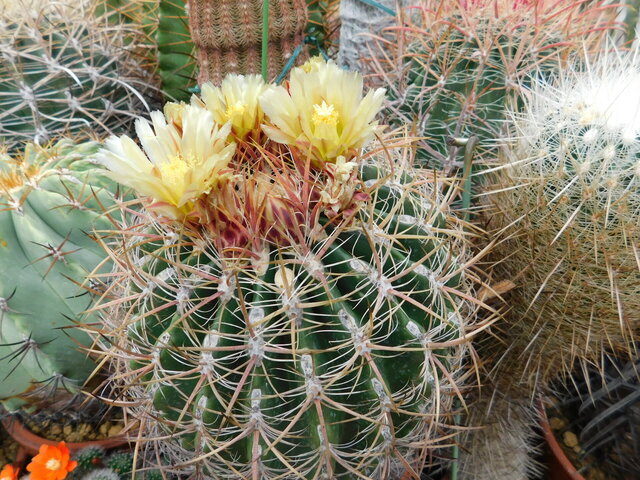 DSCN0169.JPG