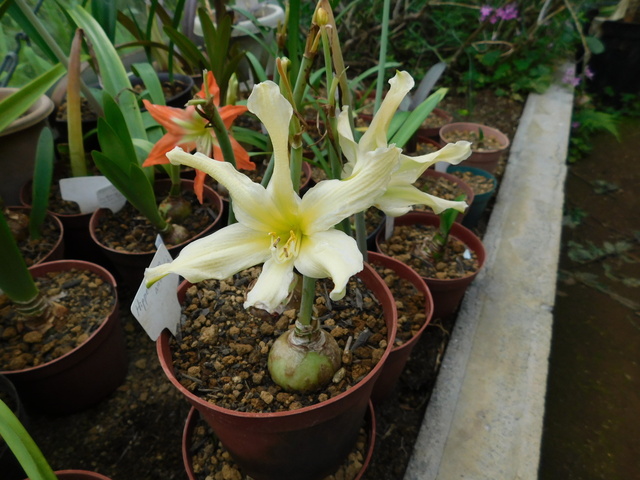 DSCN0185.JPG
