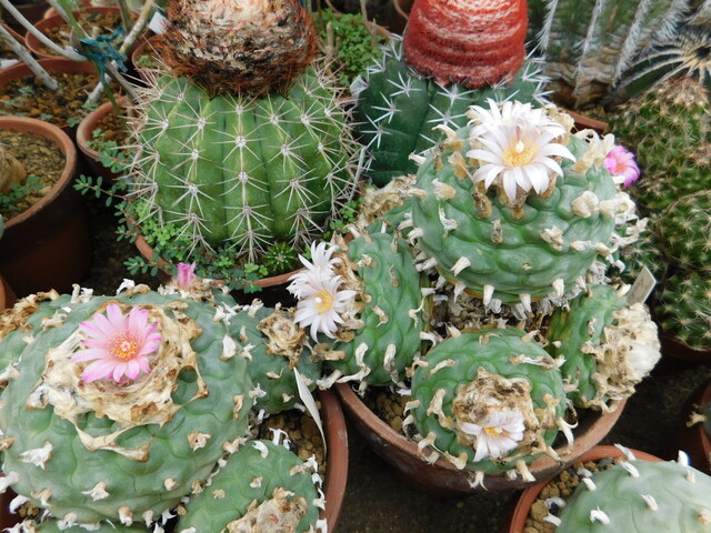 DSCN0188.JPG