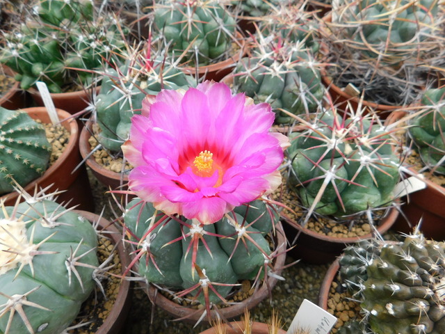 DSCN0194.JPG