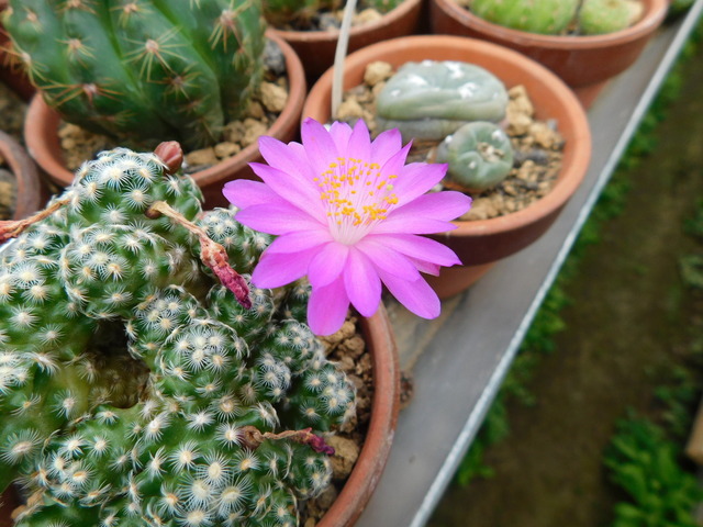 DSCN0196.JPG