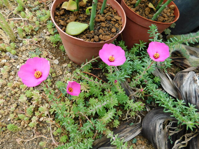 DSCN0222.JPG