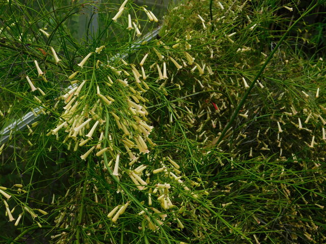 DSCN0232.JPG