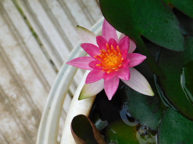 DSCN0237.JPG