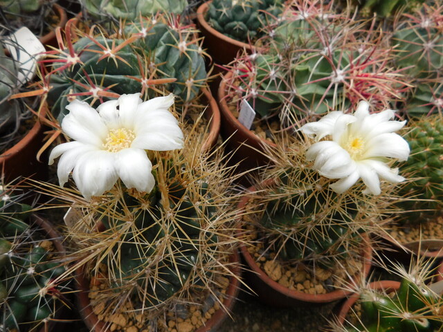 DSCN0248.JPG