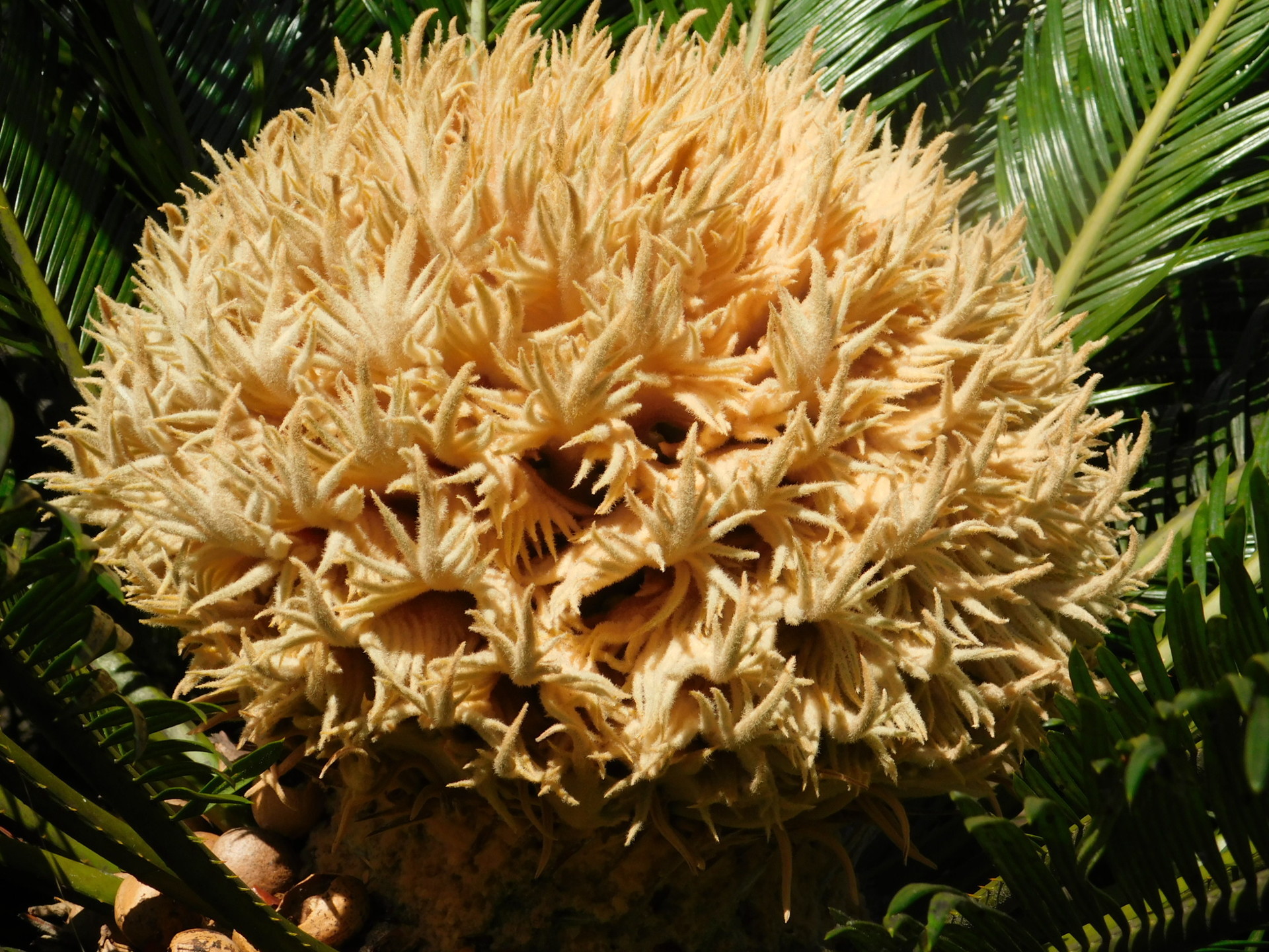 ソテツの開花など: 学芸員の独り言