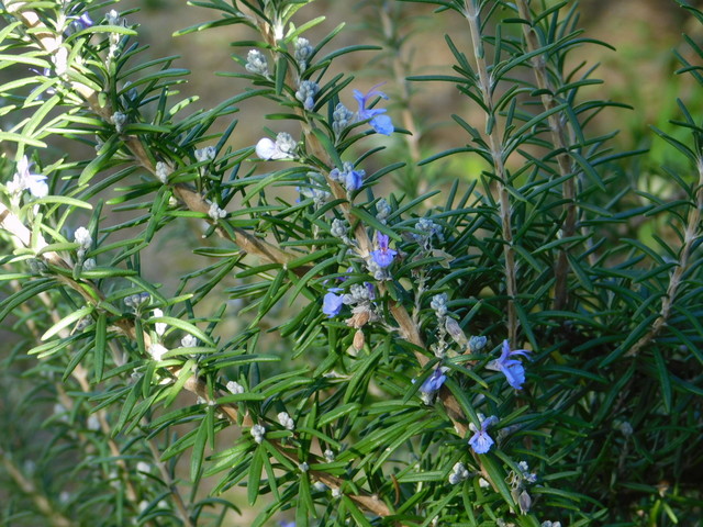 DSCN0678.JPG