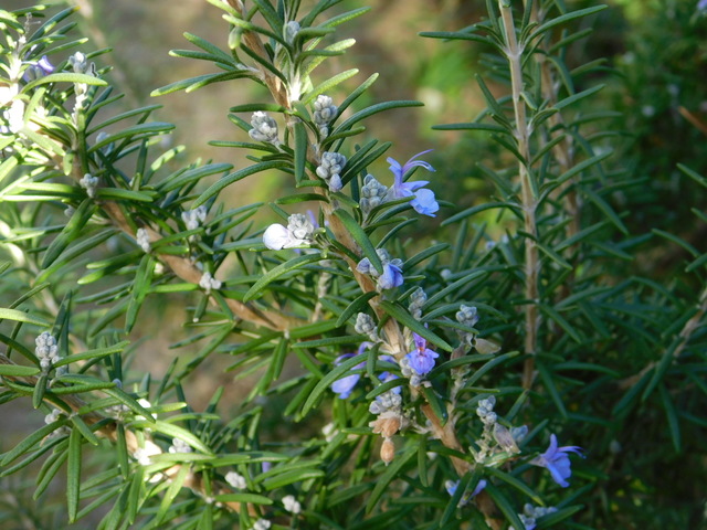 DSCN0680.JPG
