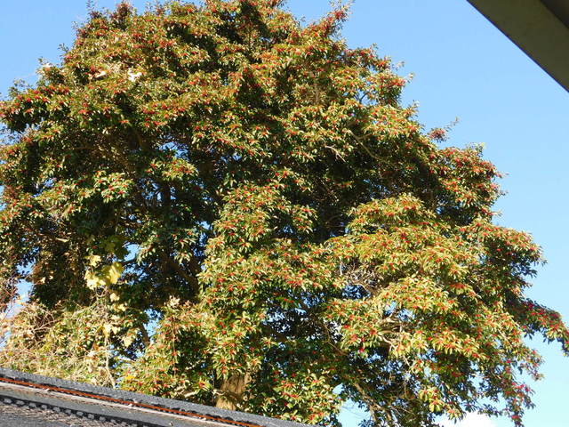 DSCN0701.JPG