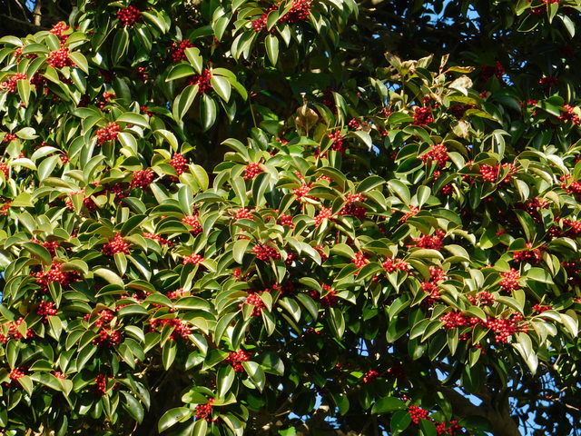 DSCN0703.JPG