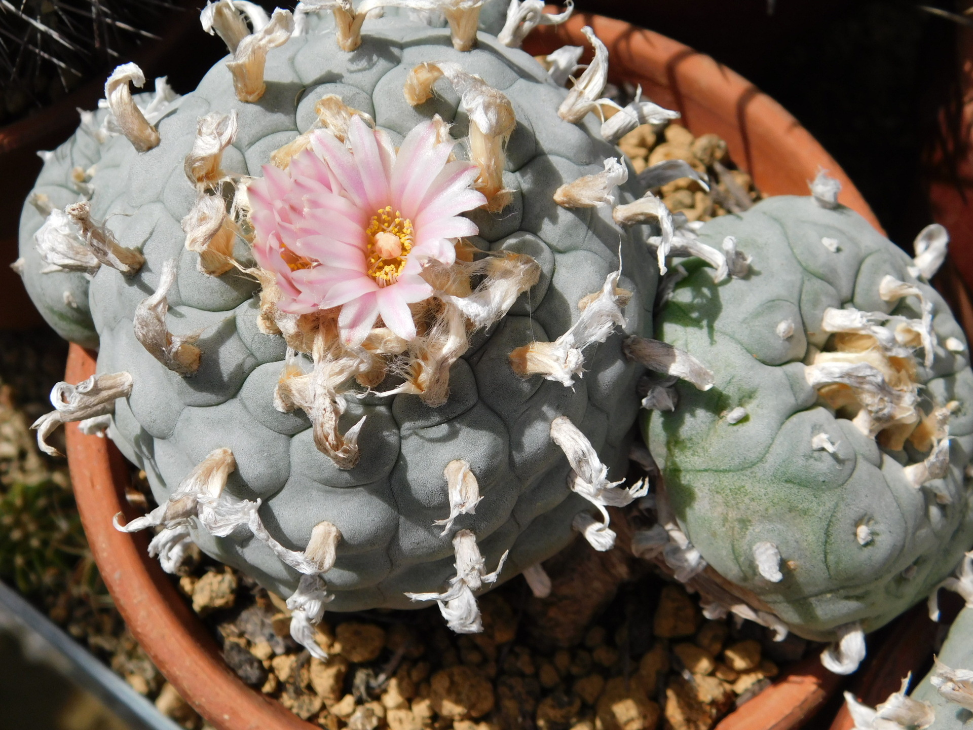 鳥羽玉類の春到来: 学芸員の独り言