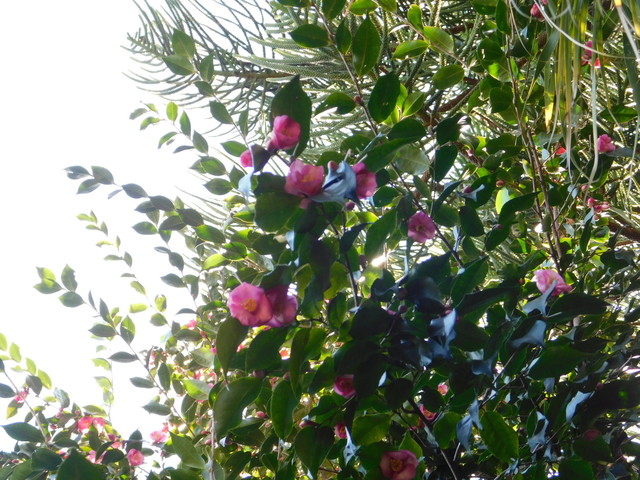 DSCN0860.JPG