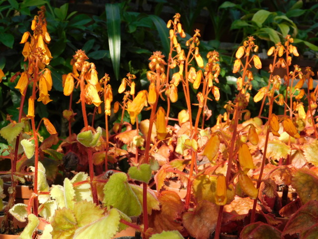 DSCN1061.JPG
