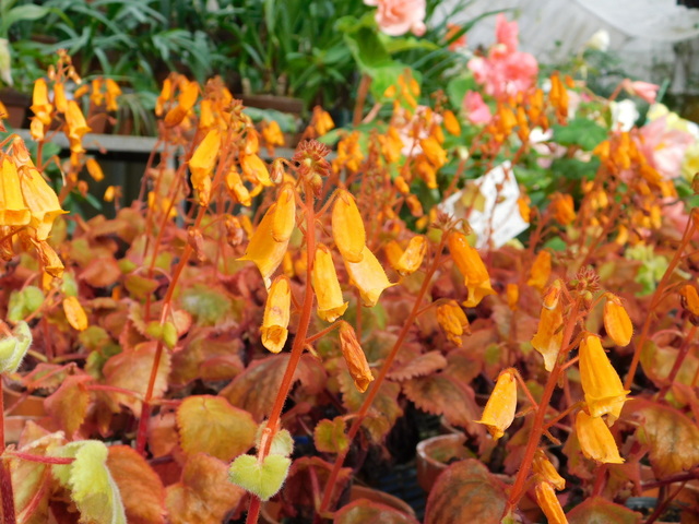 DSCN1355.JPG