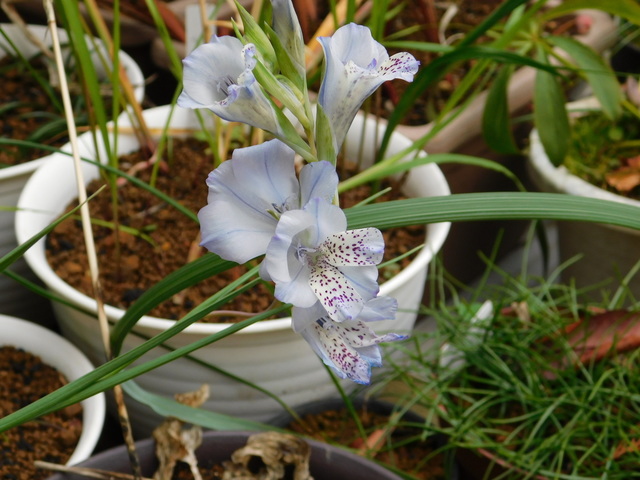 DSCN1395.JPG