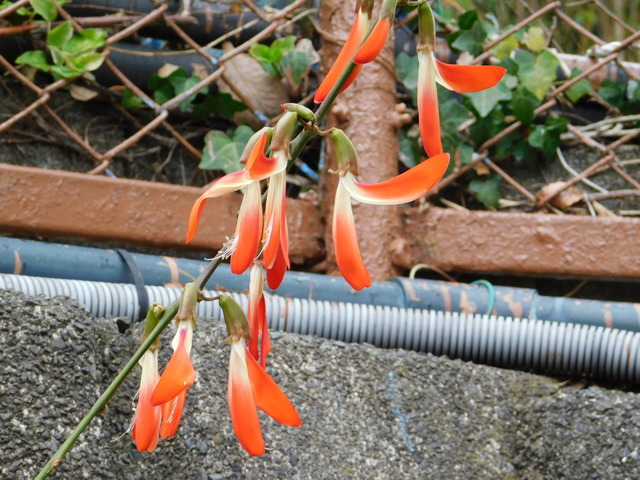 DSCN1468.JPG