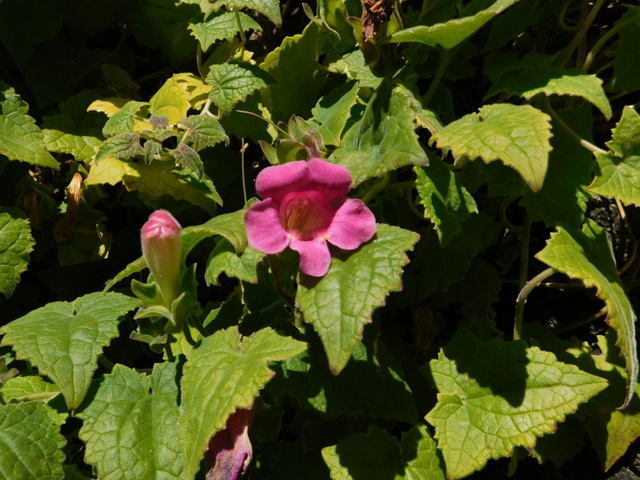 DSCN1813.JPG