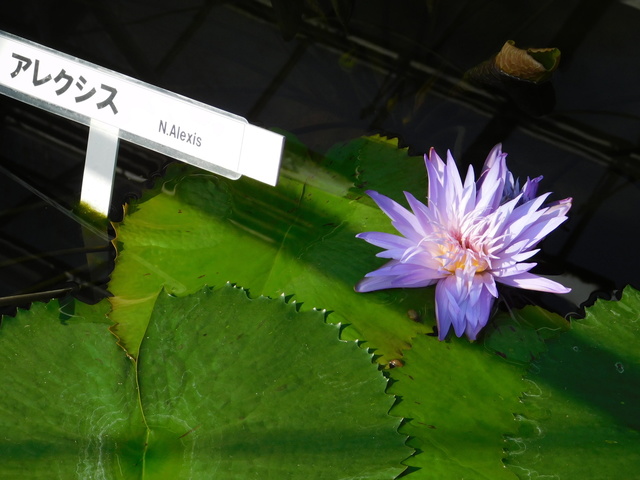 DSCN2134.JPG