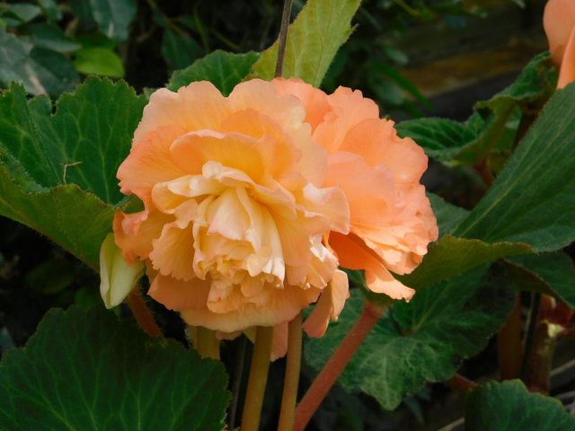 DSCN2212.JPG
