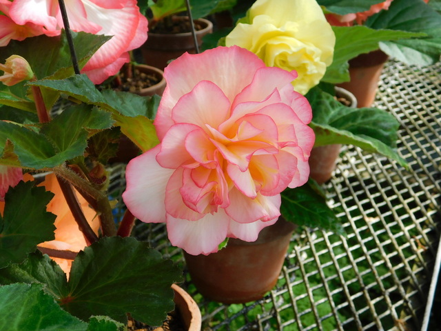 DSCN2213.JPG
