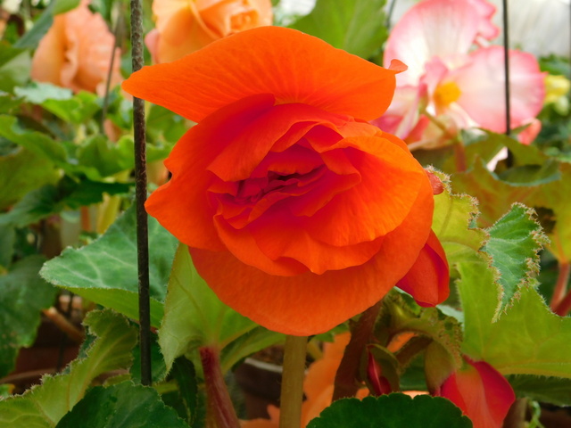 DSCN2218.JPG