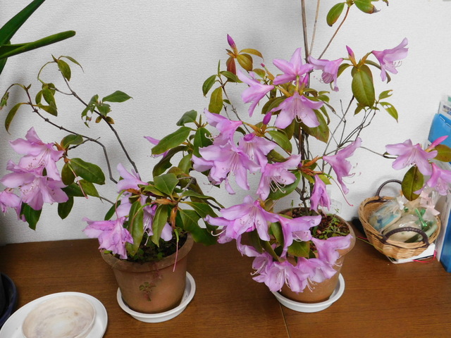 DSCN2414.JPG