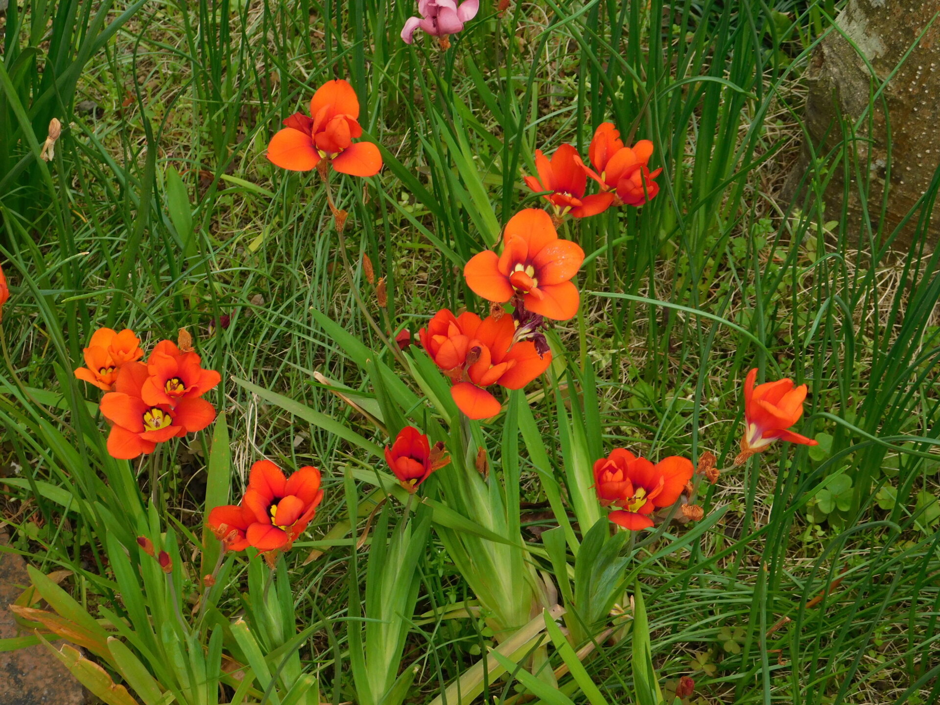 ボタン、ツツジが満開: 学芸員の独り言