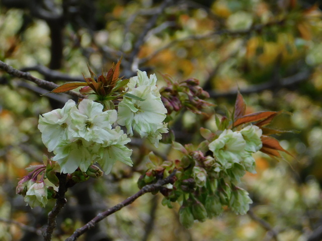 DSCN2795.JPG