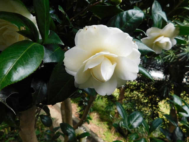 DSCN2799.JPG