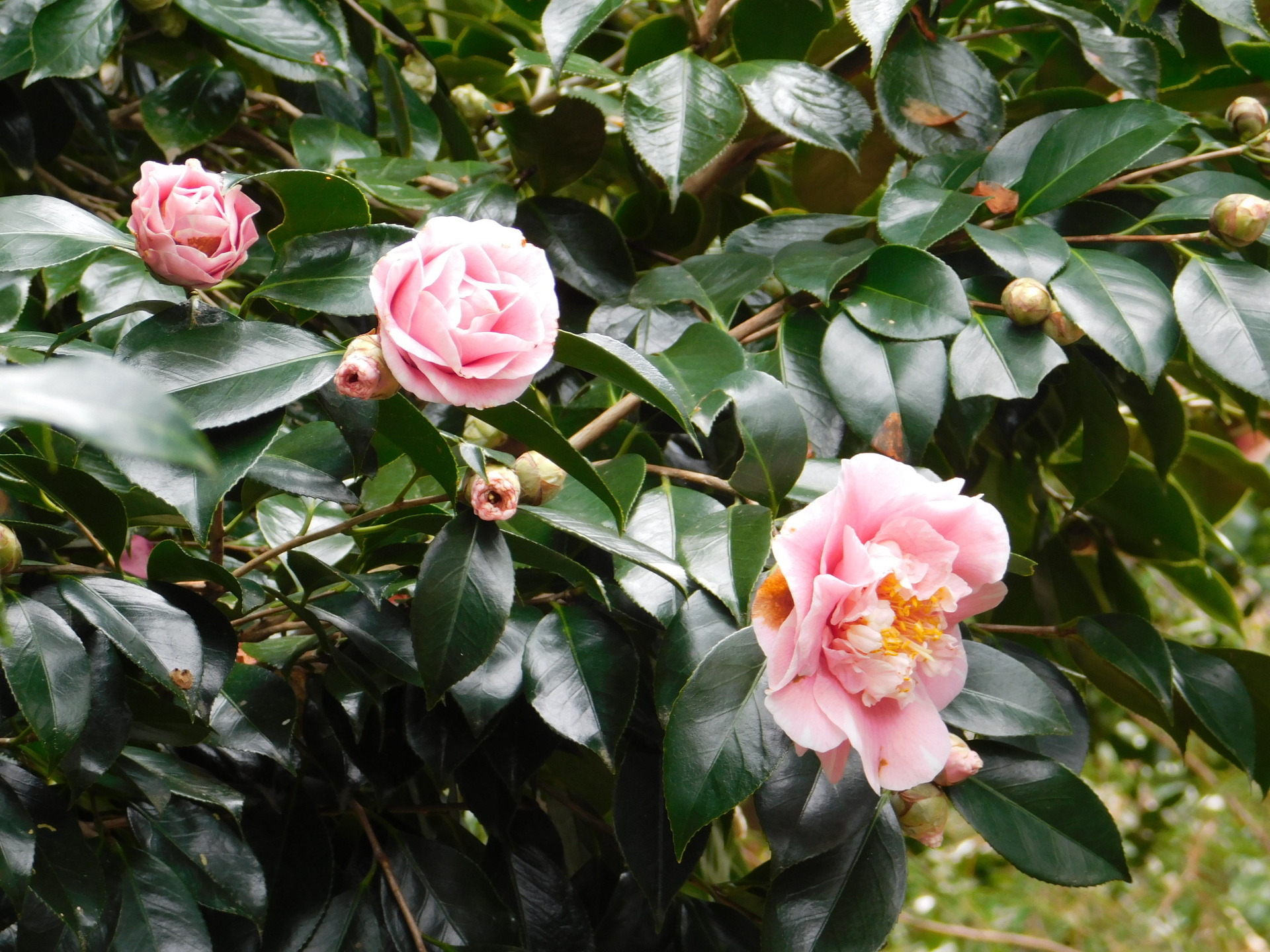 豪華な洋種ツバキ: 学芸員の独り言
