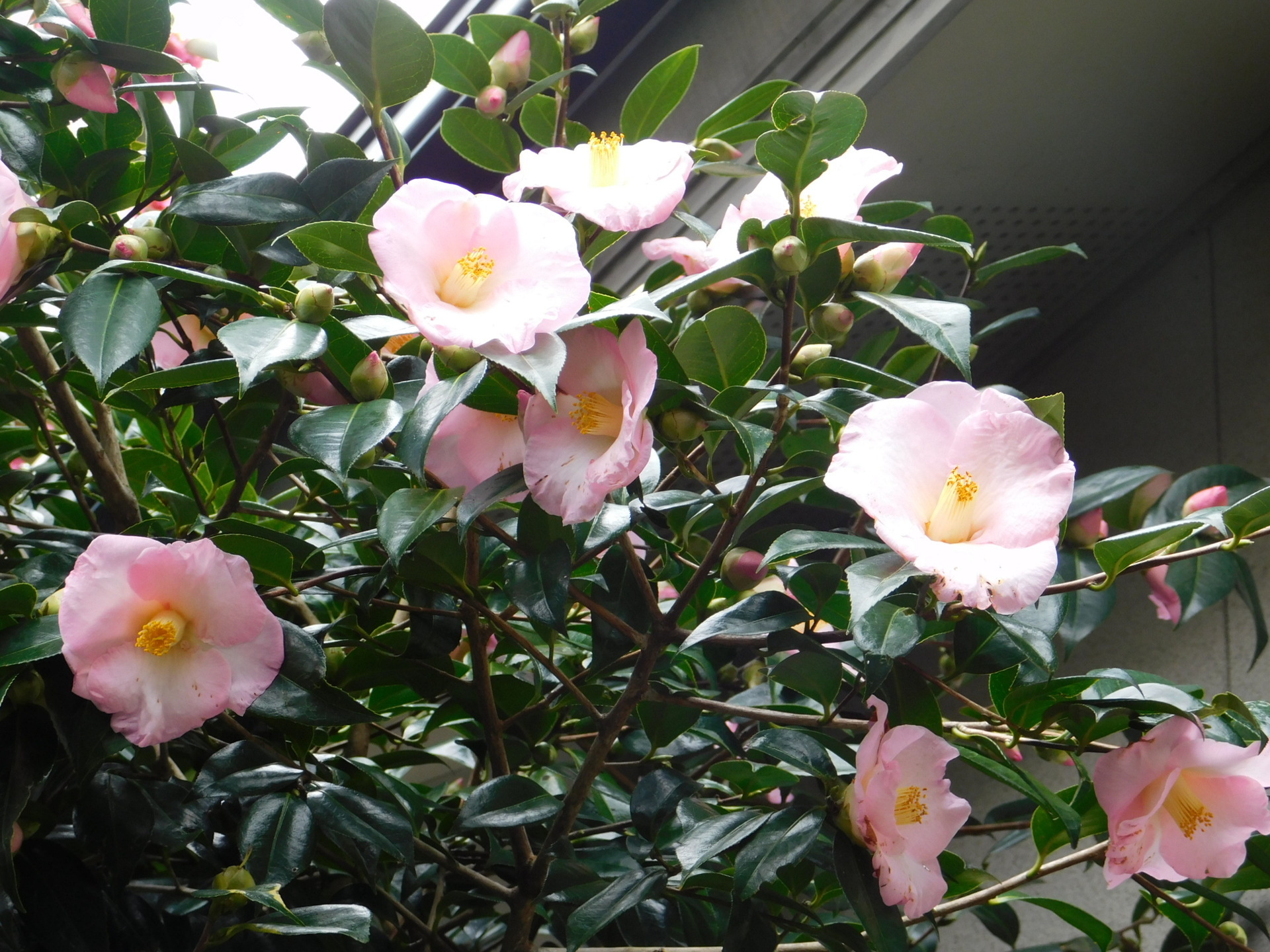 豪華な洋種ツバキ: 学芸員の独り言