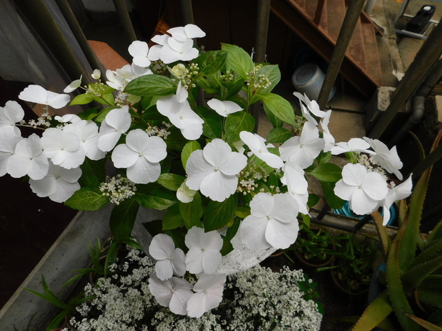 DSCN2918.JPG