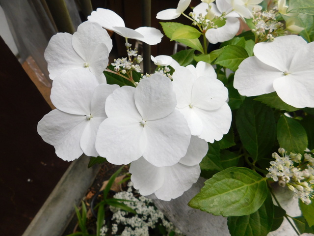 DSCN2920.JPG