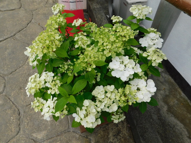 DSCN2927.JPG