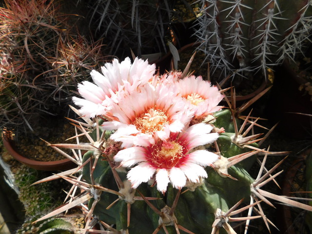 DSCN2952.JPG