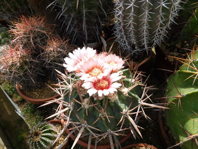 DSCN2953.JPG