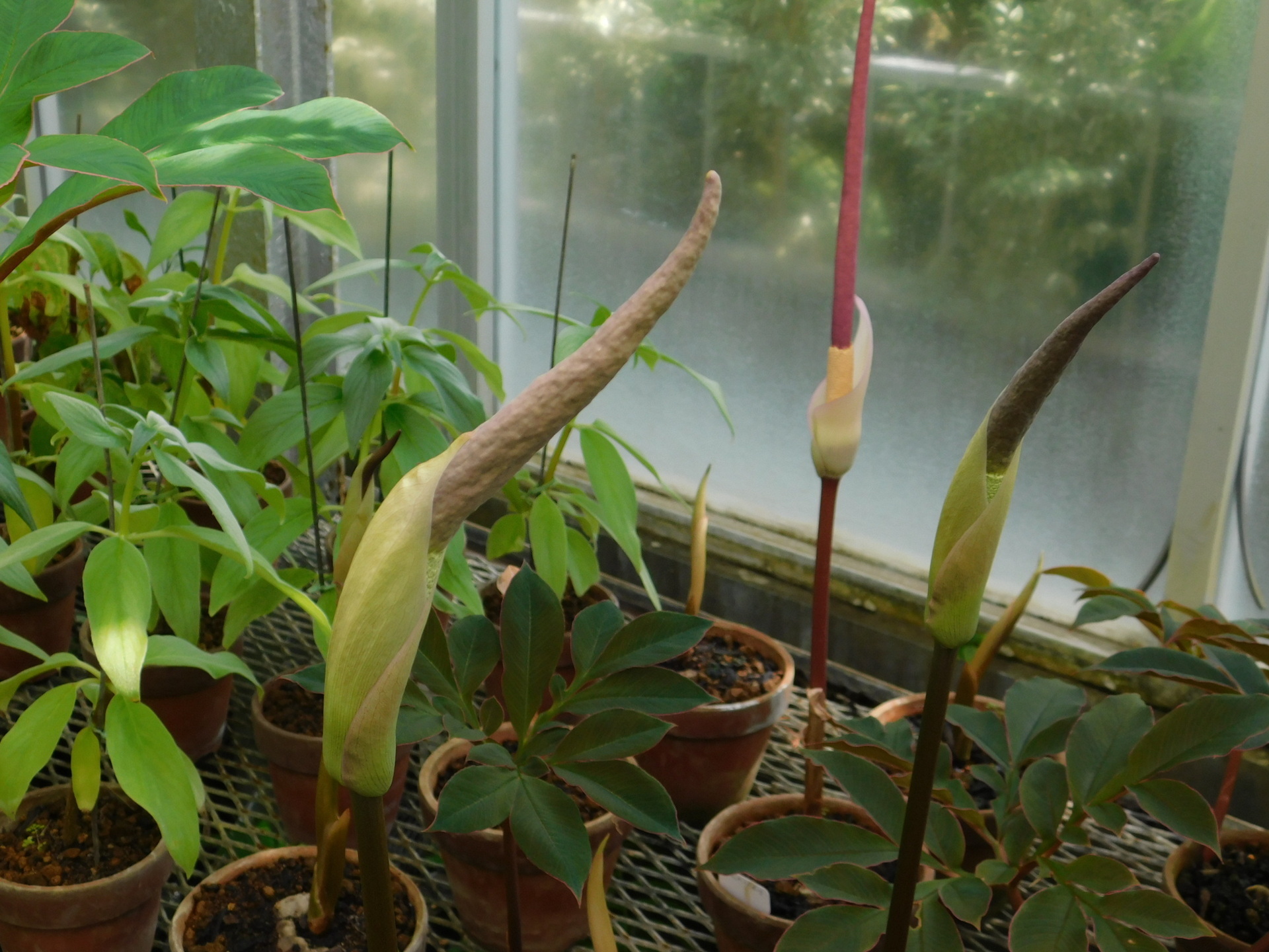 アモルフォファルス・アトロビリディス: 学芸員の独り言