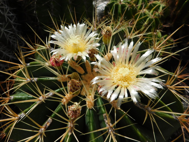 DSCN2955.JPG