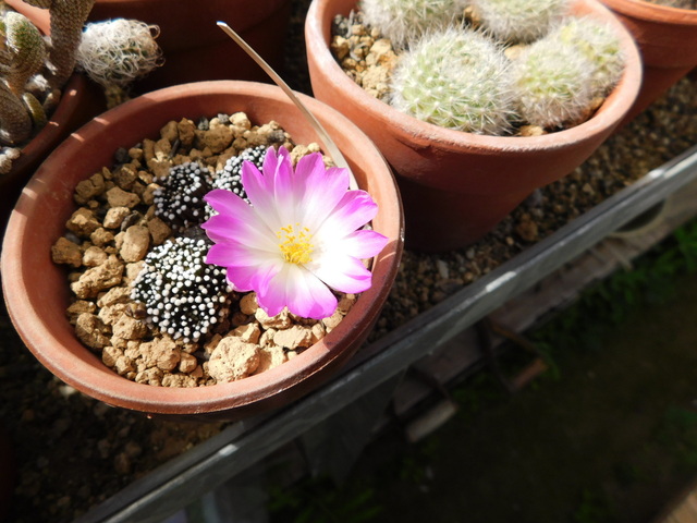 DSCN2965.JPG