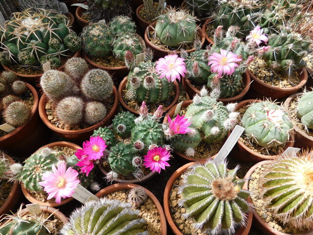 DSCN2968.JPG